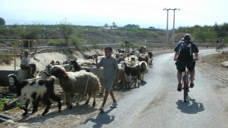 Biking past goats, heading south towards the Dead Sea
