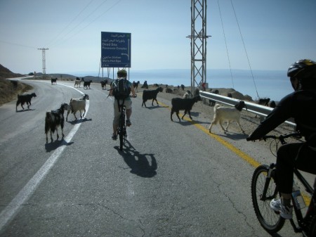 Hitting a goat at these speeds on the side of a cliff could be a real downer on your bike ride