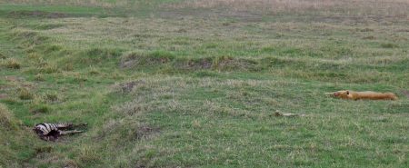 After a successful kill and dinner, you deserve a nap