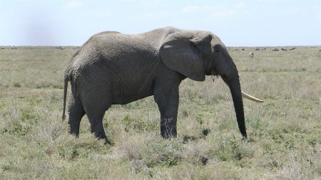 "Don't worry about me, young'uns, I'm just out for a stroll"