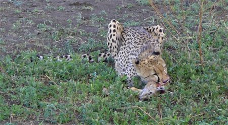This matron cheetah really knows how to...get ahead. Sorry.