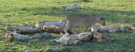 "Don't mind me though, I'm an adorable restless lion cub with my mom, aunts, and cousins"