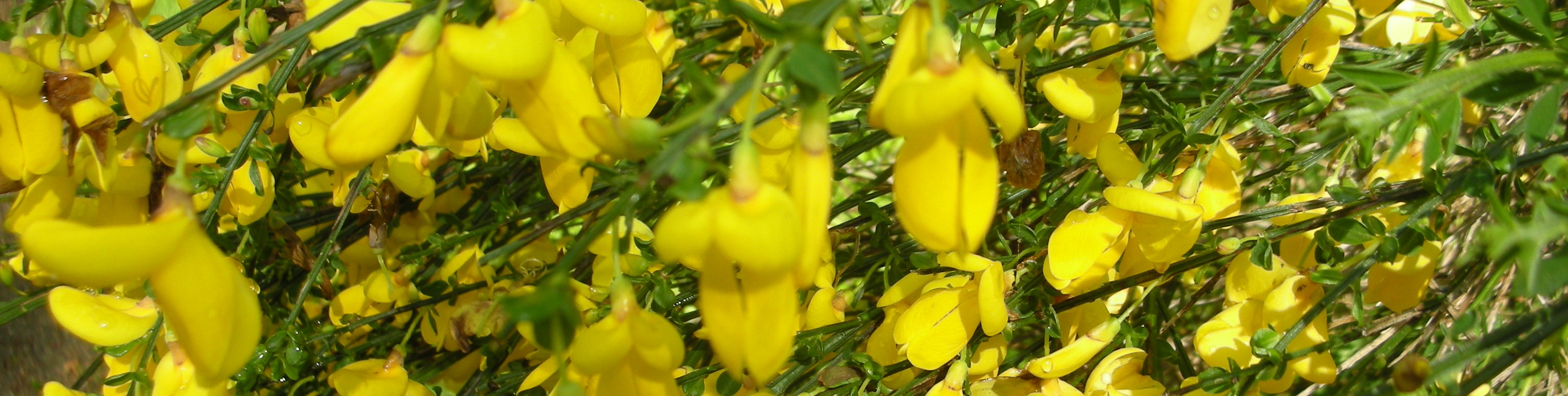 Snapdragons