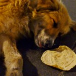 Leftover tortillas from dinner were distributed by Christine to street dogs (he's just sleeping; we checked)