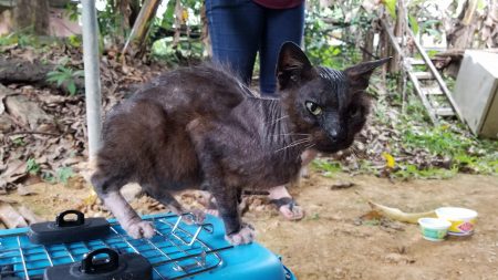 Zeus the poor boiled cat