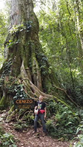 Cenizo Mexican giant tree
