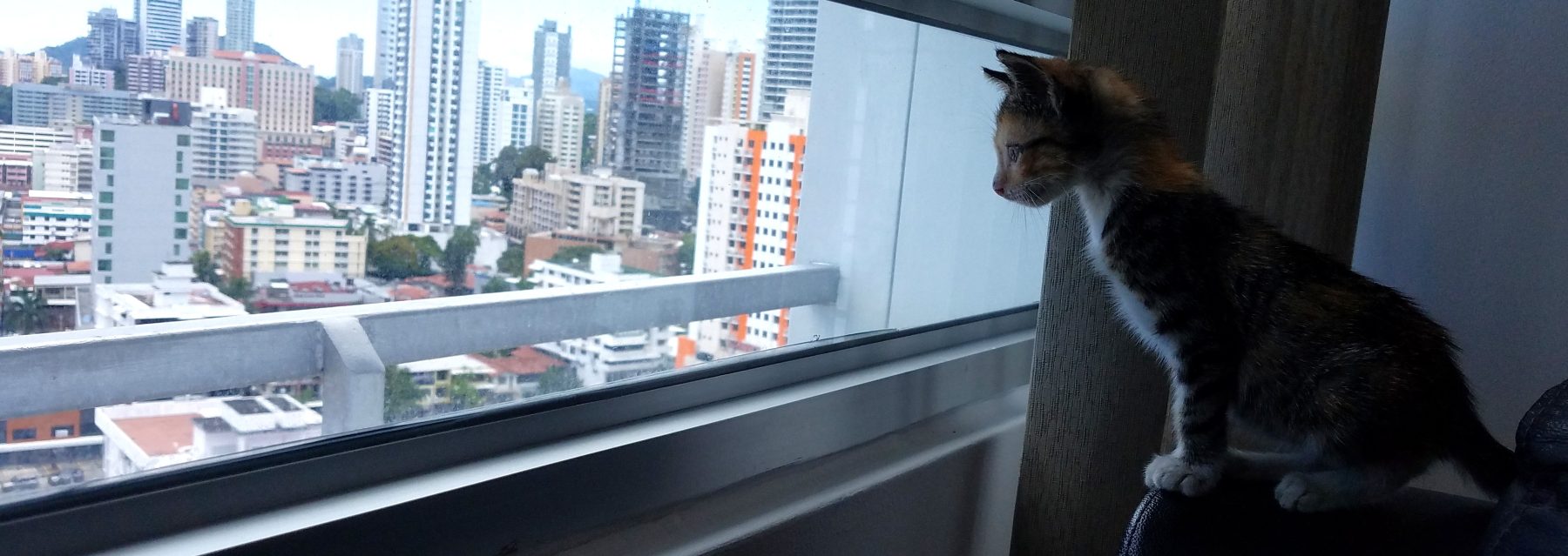 Little Kitten in Panama City