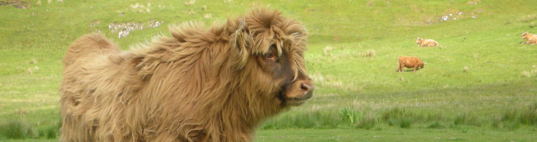 Hairy Coo, Scotland 2007